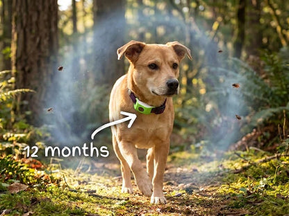 Purpose-Built 12 Months Flea and Tick for Everyday Use