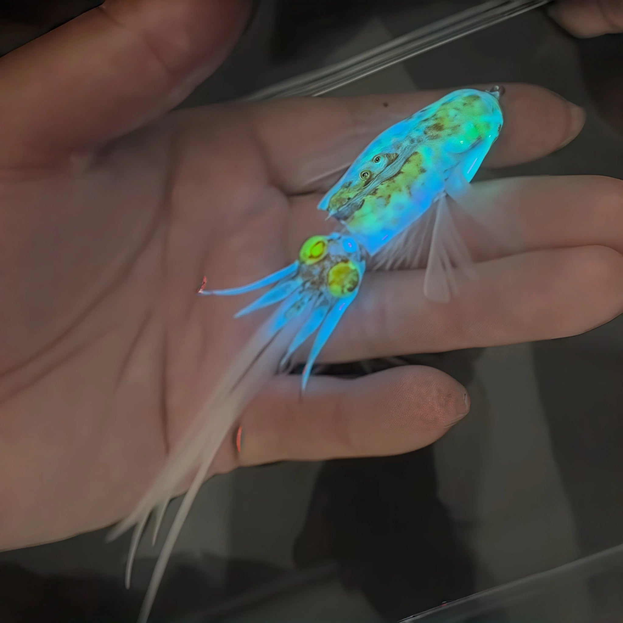 Purpose-Built Luminous Squid Feather Fishing Lure – Glow-in-the-Dark