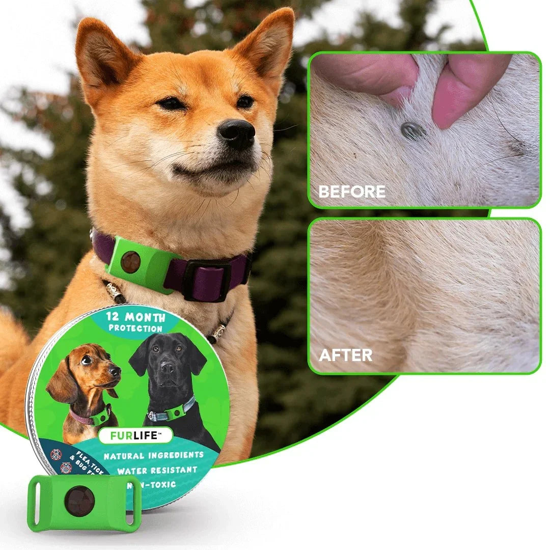 Purpose-Built 12 Months Flea and Tick for Everyday Use