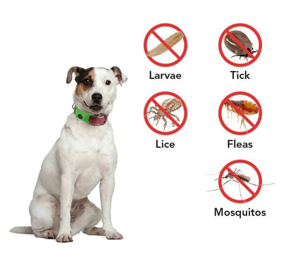 Purpose-Built 12 Months Flea and Tick for Everyday Use